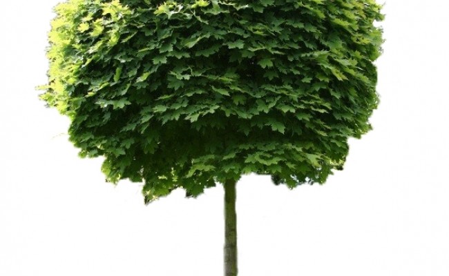Klon pospolity 'Globosum' DUŻE SADZONKI Pa 200-220 cm, obwód pnia 16-18 cm (Acer platanoides)